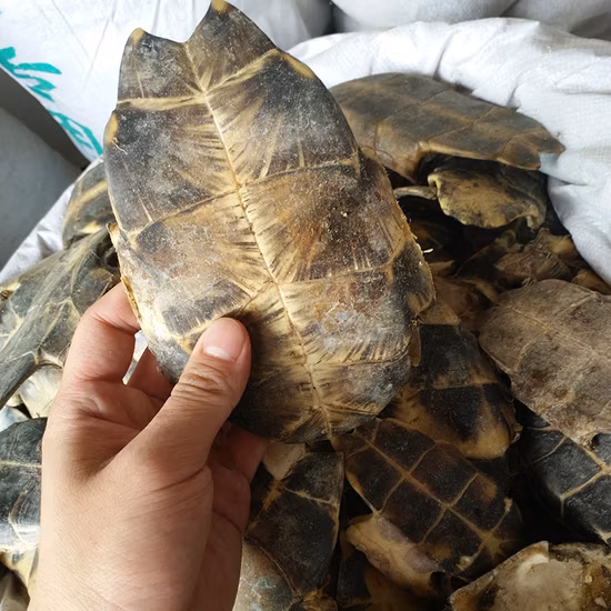 Guiban macht Sie zu gesünderen Produkten mit Schildkrötenplastron